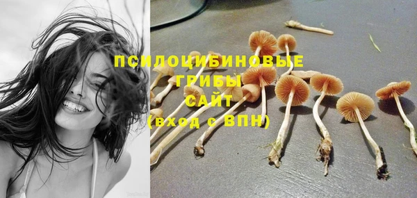 крисы Новокубанск